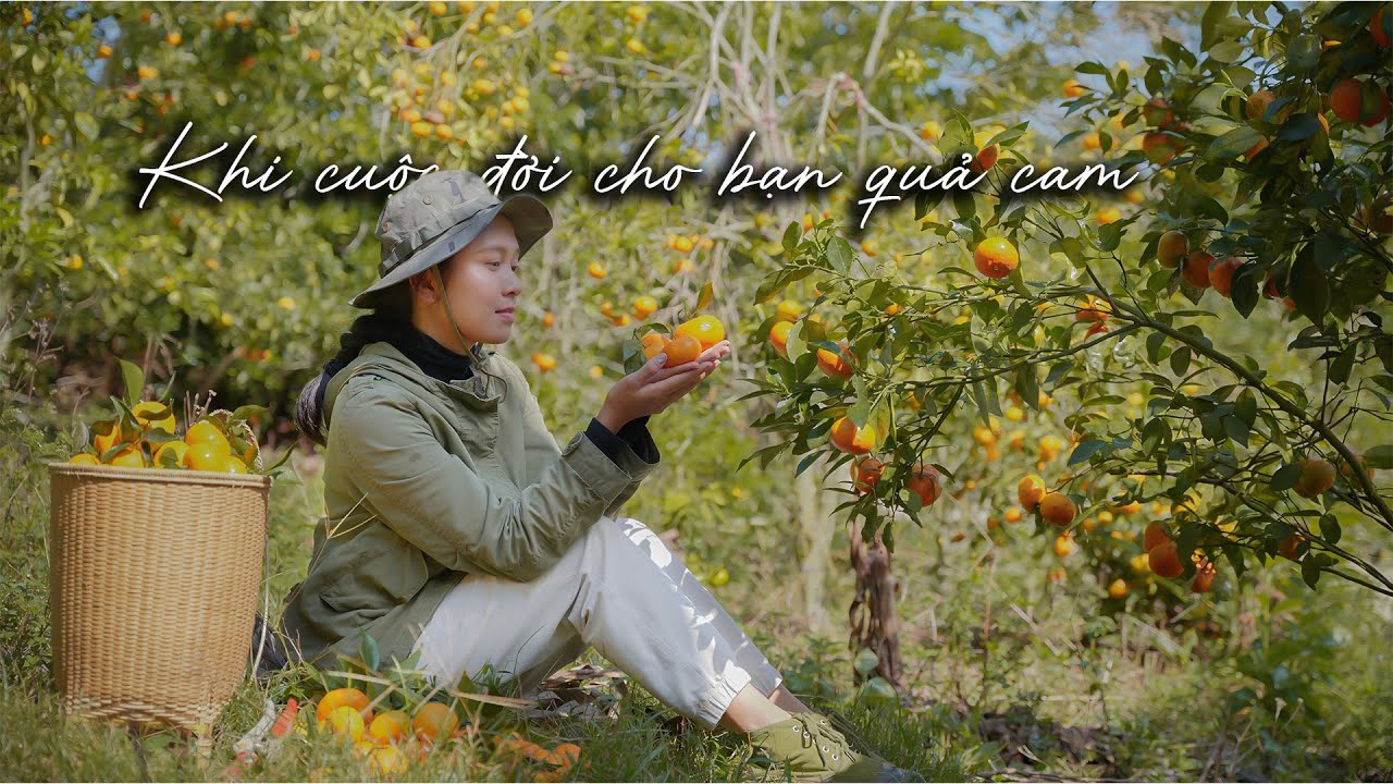 Trải nghiệm hái cam ở Đà Lạt